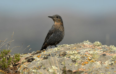 Imagen del roquero solitario en la naturaleza