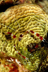 Boxer shrimp. (Stenopus hispidus).Taking in Red Sea, Egypt.                                                             