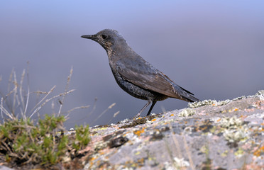 Imagen del roquero solitario en la naturaleza