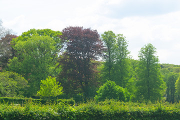 Landscape In The Netherlands, Gelderland