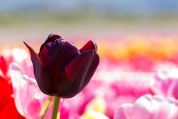 Dark Maroon Queen of the Night Tulip Flower