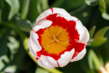 Red, White and Yellow Spring Tulip Flower