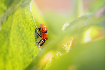 Little ladybug on a green leaf in bright sunlight with highlights. Summer macro photo. Minimalism, summer concept for posters, postcards. Copy space.