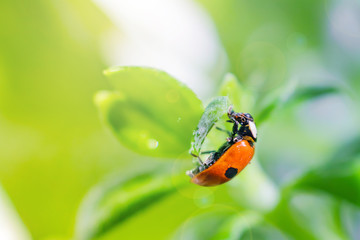 Little ladybug on a green leaf in bright sunlight with highlights. Summer macro photo. Minimalism, summer concept for posters, postcards. Copy space.