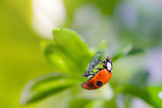 Little ladybug on a green leaf in bright sunlight with highlights. Summer macro photo. Minimalism, summer concept for posters, postcards. Copy space.