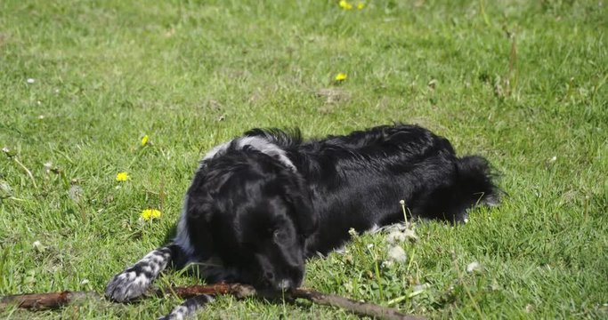 Young  dog, stabyhoun,  playing with stick on a field with grass., 60fps