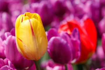 Close up Yellow Tulip Flower Purple Background