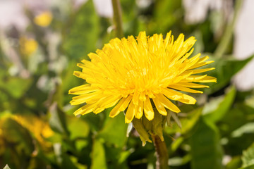 Yellow dandelion closeup on a green background. Macro photo, bright sunlight. Suitable for postcards, posters.