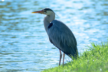 great blue heron