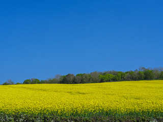 Fototapeta premium Vibrant yellow rapeseed crops against a blue sky in the Devon countryside
