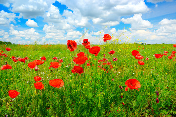 Bright delicate flowers wild poppies on spring meadow
