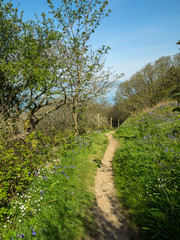 beautiful and scenic coast path between Bucks Mill and Peppercombe in North Devon , England