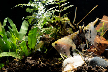 Angelfish Background  plants aquascape