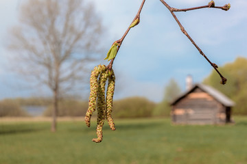 young green leaves on a spring tree branch, blurred wooden house on the background, spring has come to the village