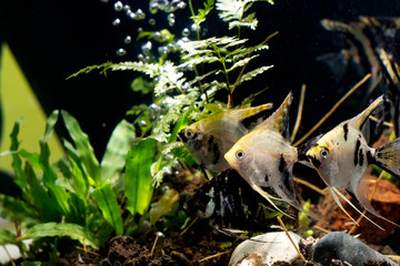 Angelfish Background  plants aquascape