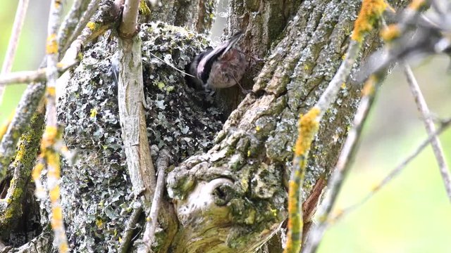 Long-tailed tit (Aegithalos caudatus) feeds its chicks in the nest