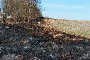 Burning last year's field grass. Burning grass in the field.