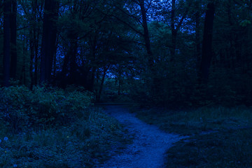 path through dark forest at night