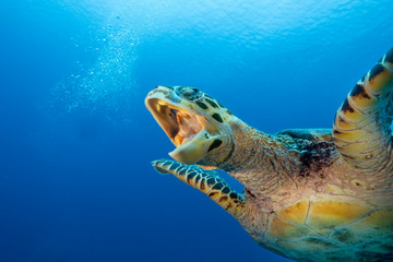 Tortuga Maldives