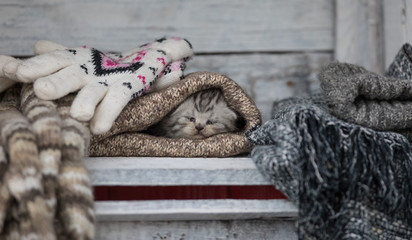 little cute funny kitten sleeping in wool