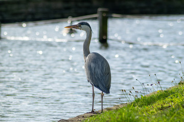 great blue heron