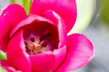 Obraz na płótnie Canvas Close up Pink Purple Spring Tulip Flower Inside View