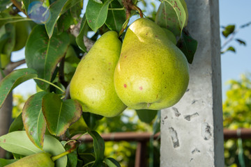 pear tree disease on the leaves and bark. The concept of chemical garden protection