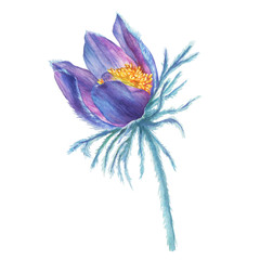 Fototapeta na wymiar First spring wildflower purple Pulsatilla patens (also known as Eastern pasqueflower, prairie crocus, cutleaf anemone). Hand drawn watercolor painting illustration isolated on white background.