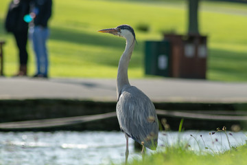 great blue heron