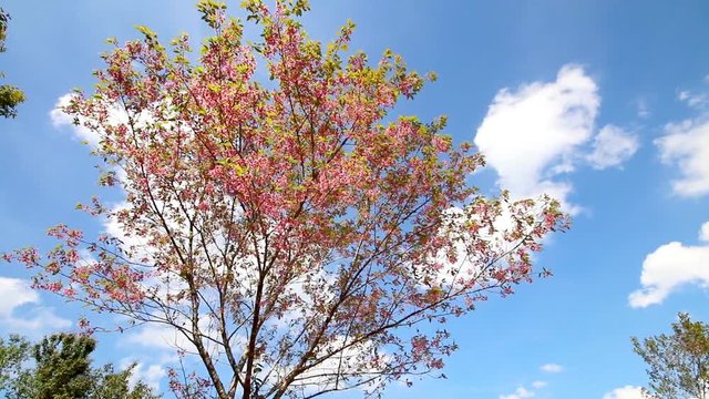 Wild Himalayan (Prunus) or Thai Sakura pink flowers cherry blossom on tree with blue sky background, 