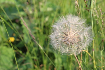 dandelion on background of green grass