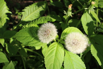 dandelions on background of green leaves