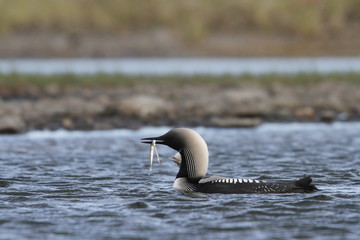 Pacific Loon or Pacific Diver fishing in arctic waters with a fish in its mouth, near Arviat Nunavut, Canada © Sophia