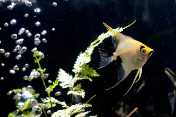 Angelfish Background  plants aquascape