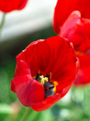Obraz premium red tulip on a background of a flower bed with tulips