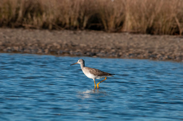 Yellow Legs