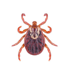 Ixodes tick Dermacentor marginatus isolated on white background. Dorsal view of female acari tick.
