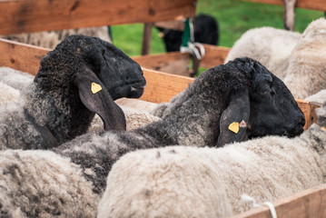 Naklejka premium Sheeps with black head in a wooden corral