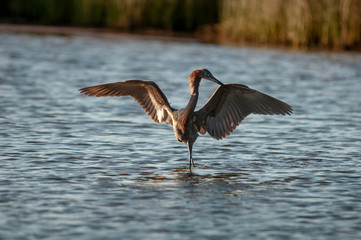 Reddish Egret dan 1