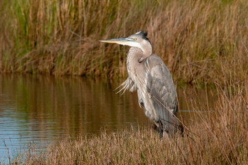 Great Blue Heron at rest