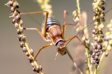 Saddle backed bush cricket