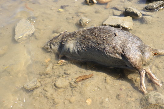 Dead rat lies on the river bank