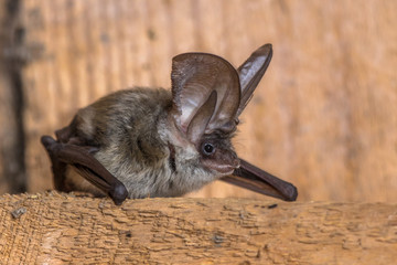Grey long eared bat