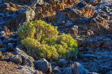 Vegetation in Teide National Park at 1500-2500 m