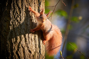 Red Squirrel Hanging On Tree (Sciurus vulgaris)