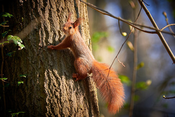 Red Squirrel Hanging On Tree (Sciurus vulgaris)