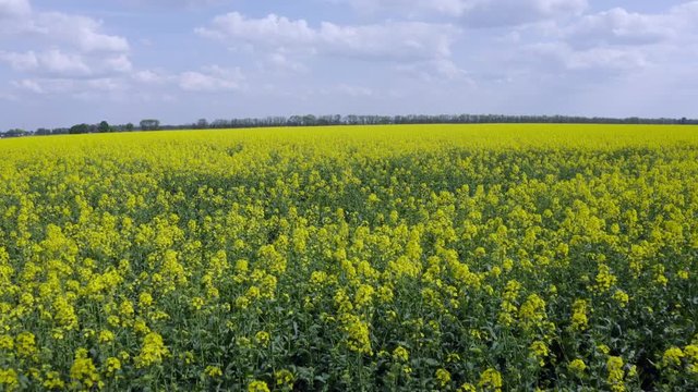 Aerial Flying  over Blooming yellow rapeseed field with blue cloudless sky. Picturesque canola field under blue sky with white fluffy clouds. Wonderful 4k drone video footage for ecological concept