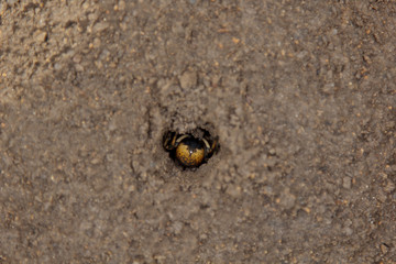 bouncing spider tarantula digs a hole in the ground. wolf spider nest making close up top view