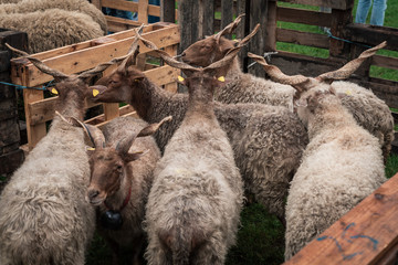 sheep with horns in a wooden pile eat grass