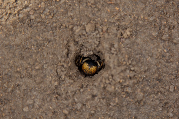bouncing spider tarantula digs a hole in the ground. wolf spider nest making close up top view